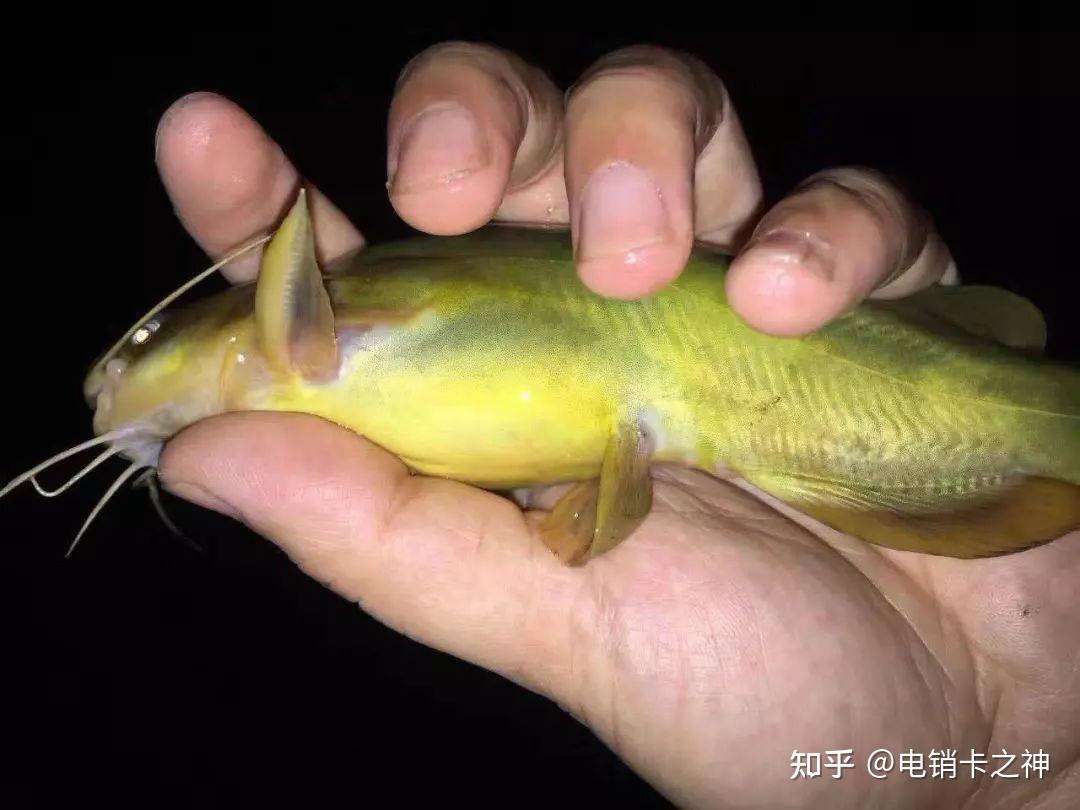 黄颡鱼(俗称黄辣丁、昂刺鱼)为什么会发出叫声? - 知乎