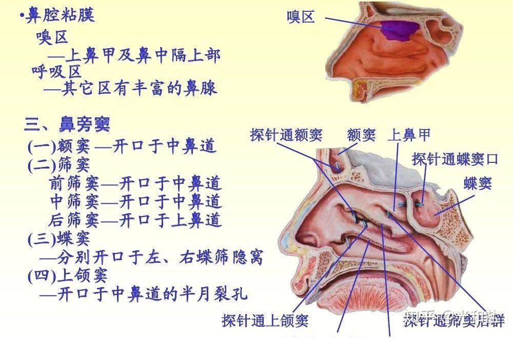 奇妙的人体3 - 知乎