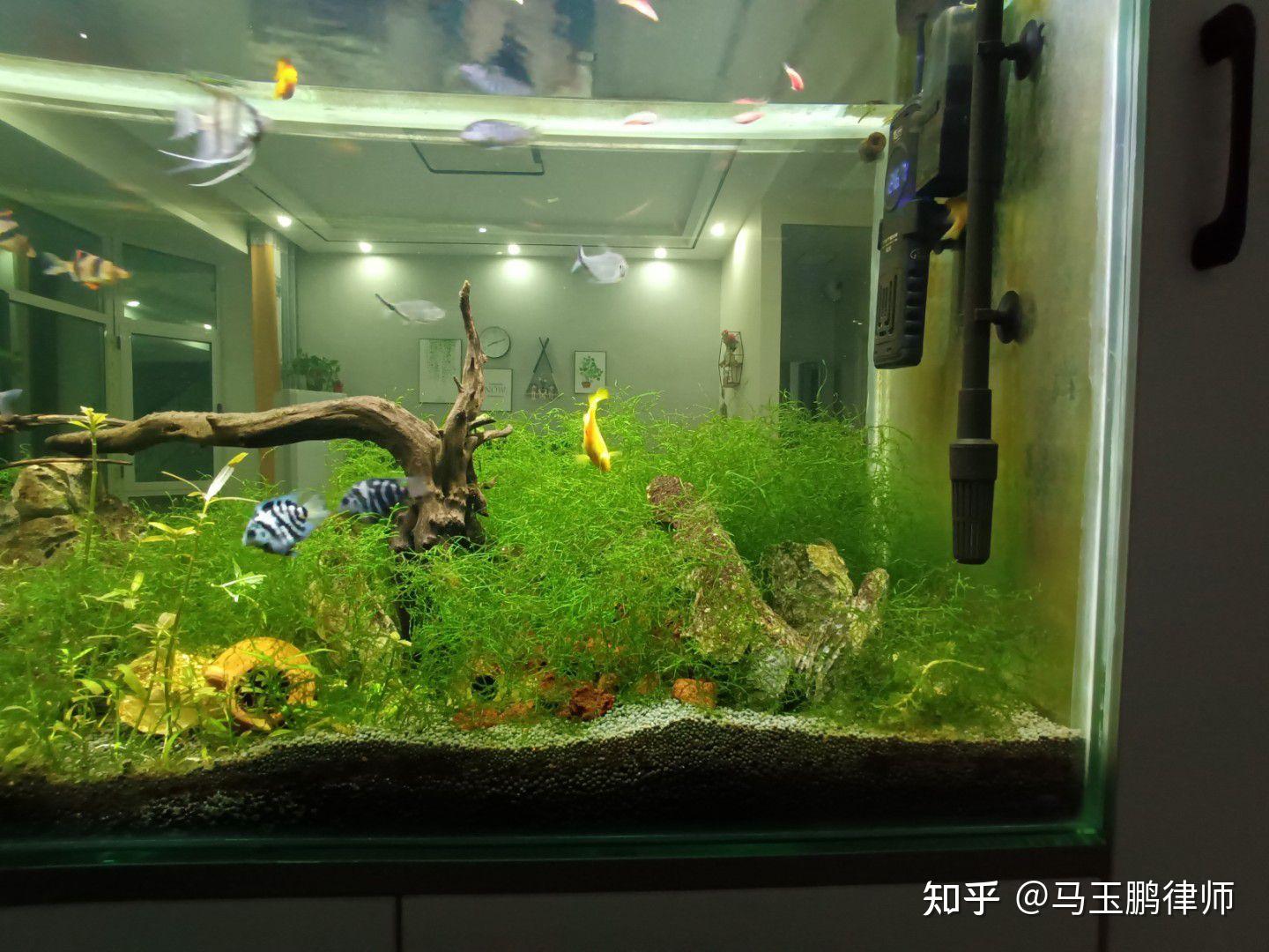 请问一下,鱼缸这个黄褐色的斑是啥?