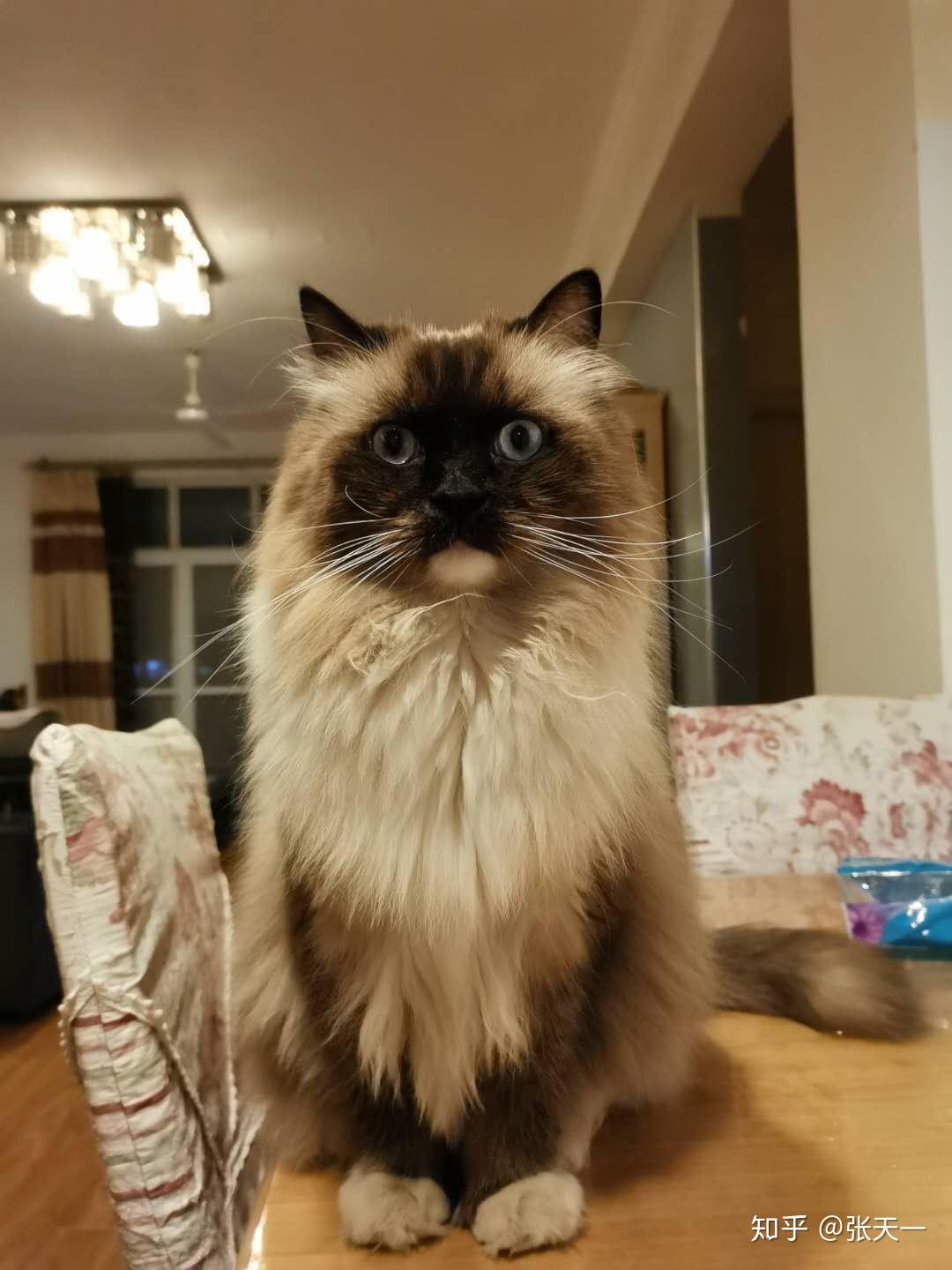 黑脸布偶会很丑吗