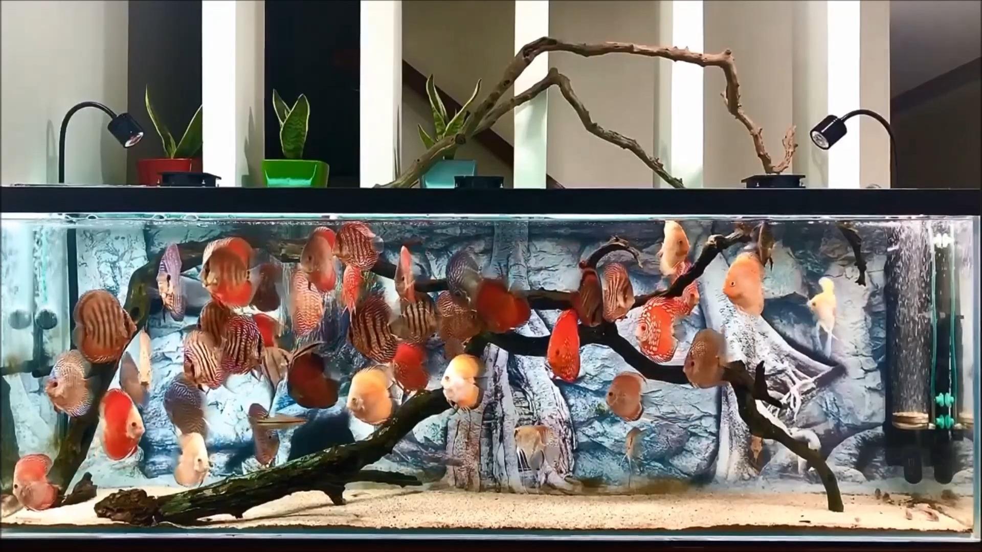 经典动画解读一只渴望大海的鱼再大的鱼缸也留不住它