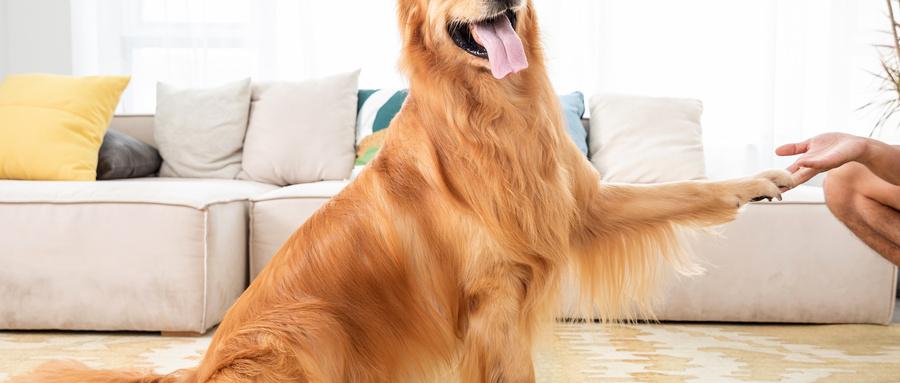 啥是耳螨 v2-e2faef4586b7afe5ee68912d88180f63_1440w.jpg?source=172ae18b