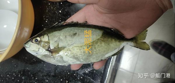 广东沿海常见的海鱼大全,你都吃过吗? - 知乎