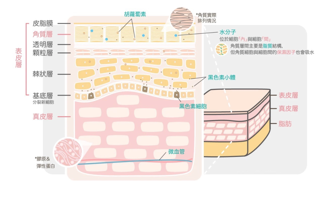 皮肤白里透红的要素