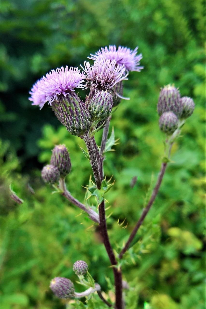 3. 濮阳郁金香公园