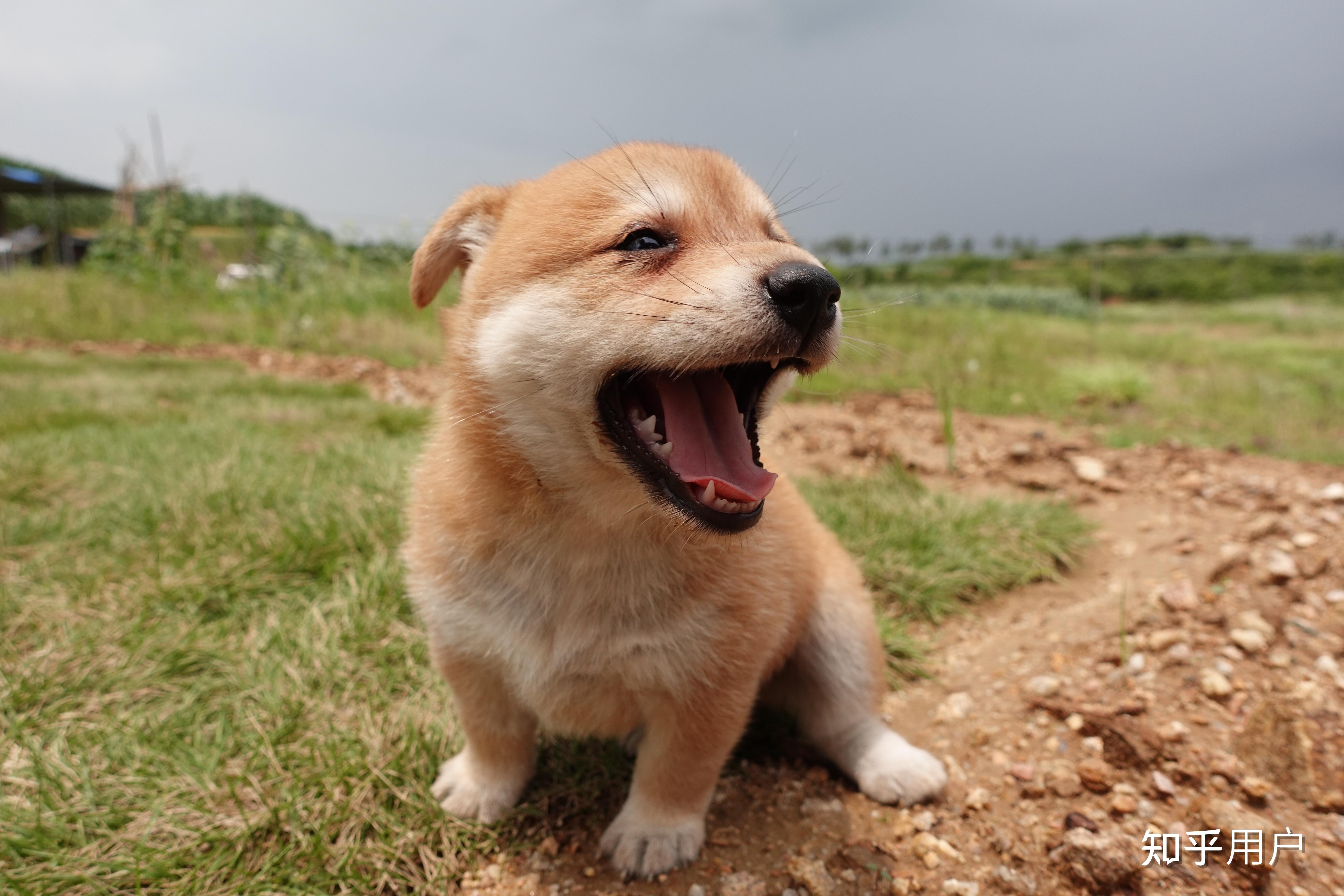 柴犬壁纸高清横屏图片