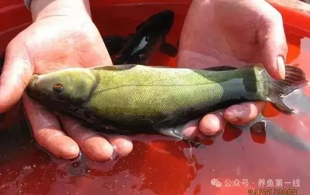 鲤科雅罗鱼亚科7种：丁鱥（丁桂）、赤眼鳟、鳡鱼、鯮鱼、鳤鱼、赤梢鱼、拟赤梢鱼 - 知乎