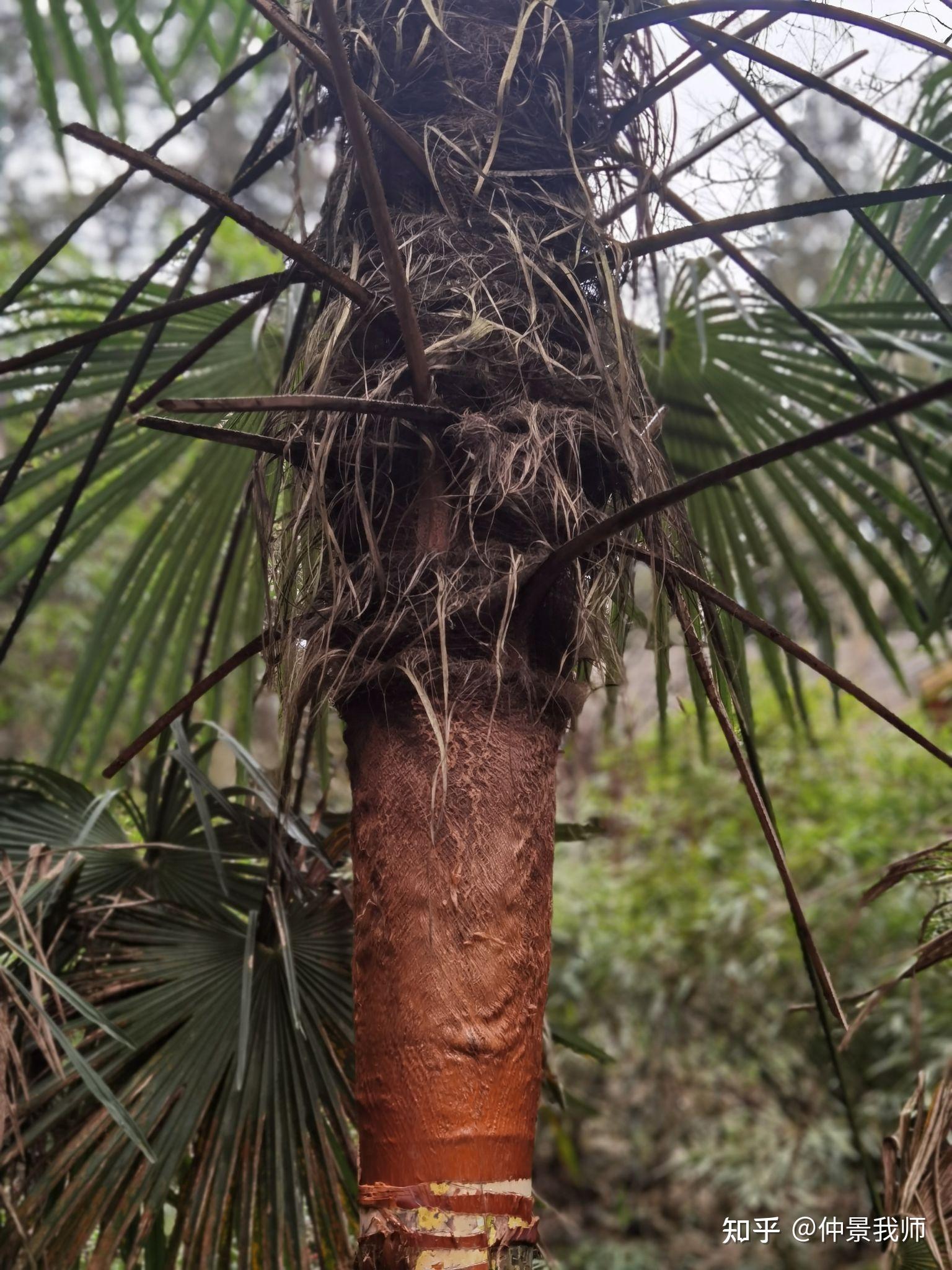 峨眉山野生药材系列——棕榈 - 知乎