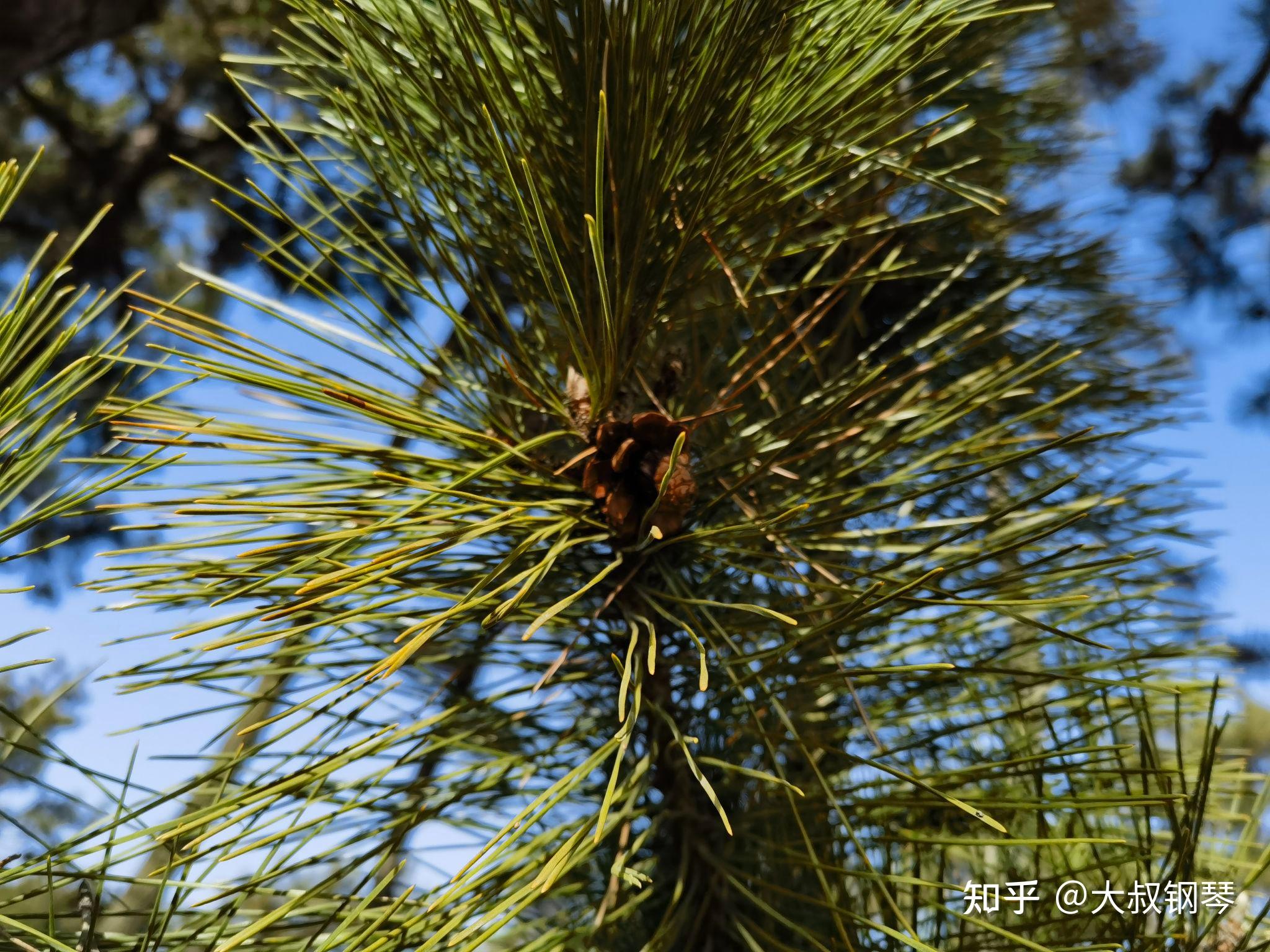 《黑松林》(老马) - 知乎
