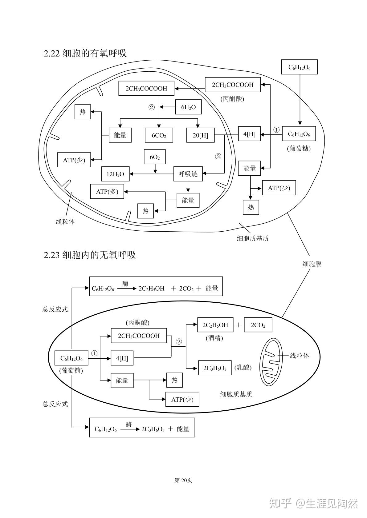 C4途径示意图图片