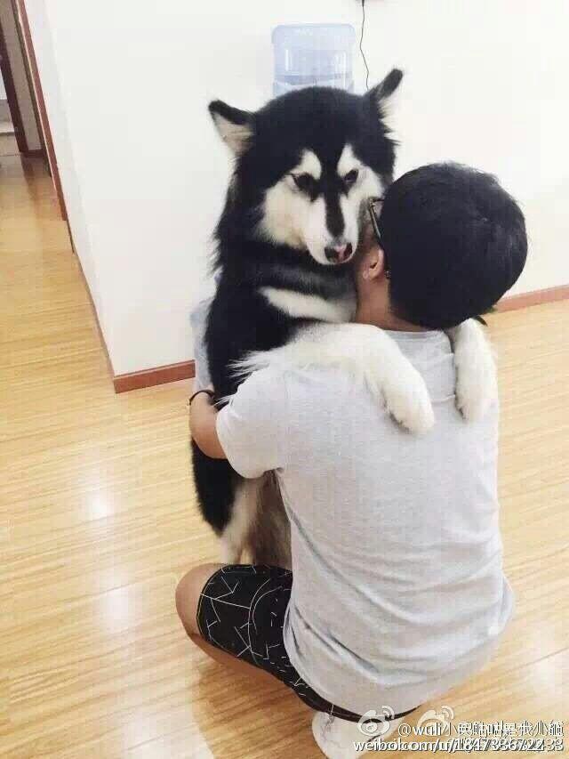 如何优雅地抱起一只大狗