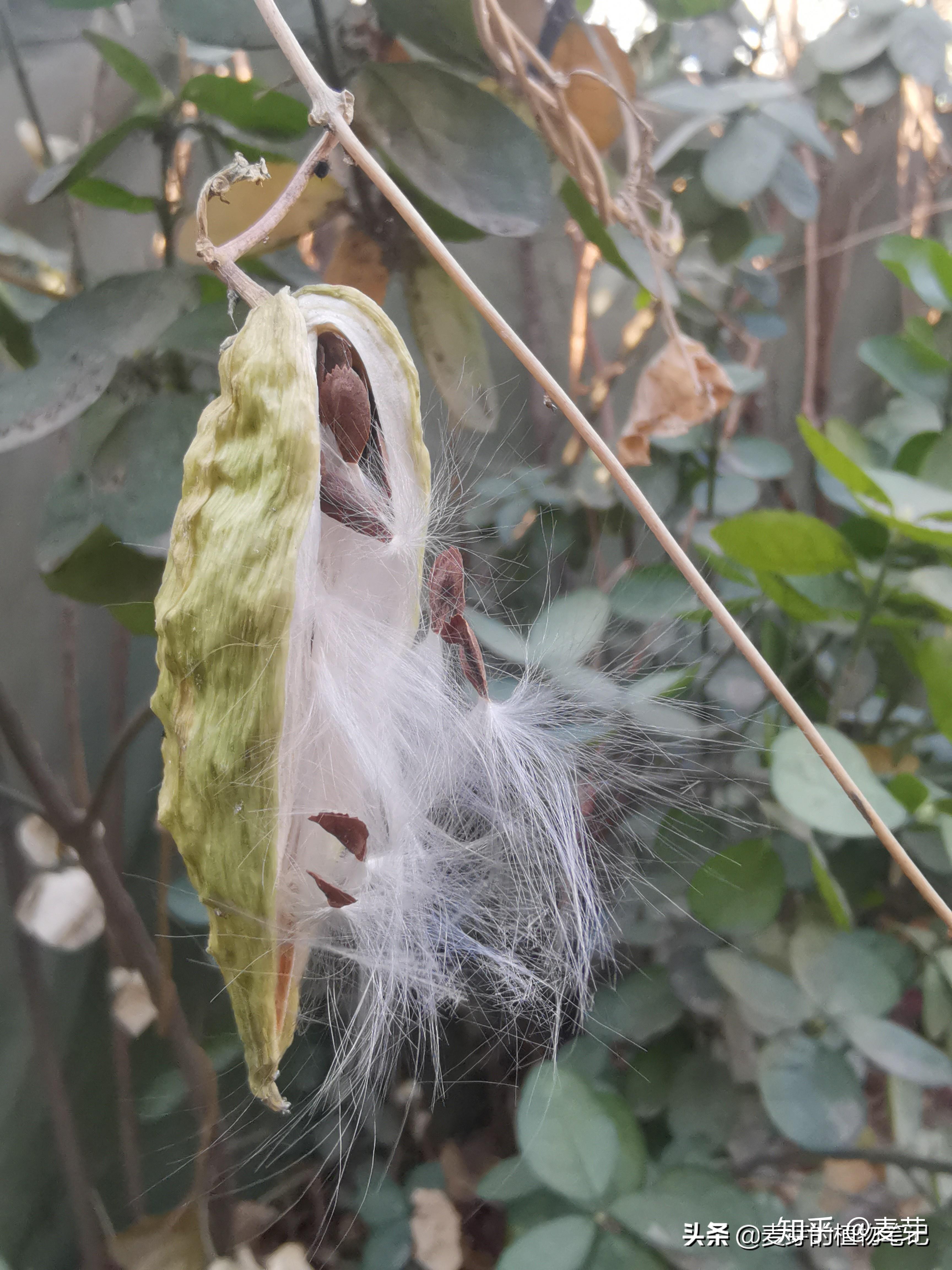 婆婆针线袋儿萝藦