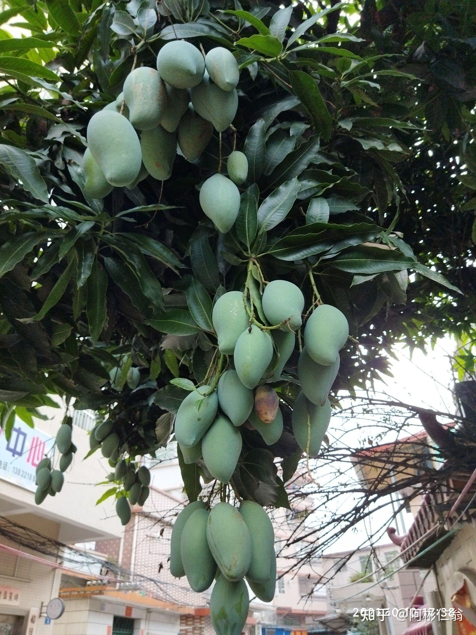 我的植物朋友芒果树图片