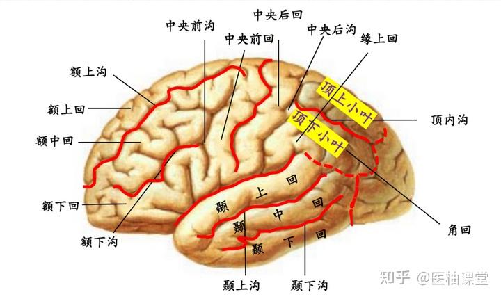 额叶的功能解剖