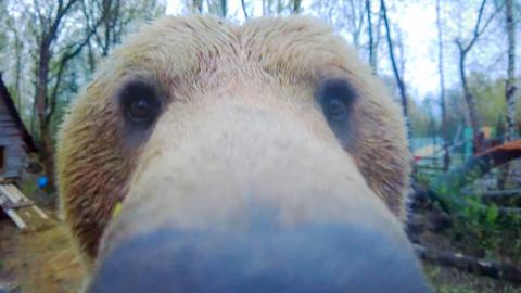 棕熊是俄罗斯人的好朋友          赞同      条评论           喜欢