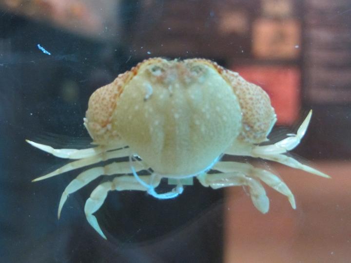 【动物界全系列】馒头蟹总科—馒头蟹科(下):筐形蟹