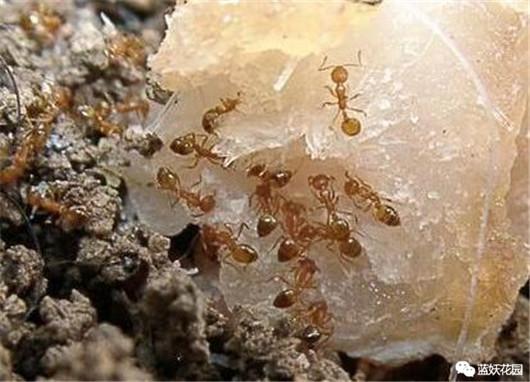 养花 花盆里的蚂蚁太烦人怎么办 2招解决 知乎 养花 花盆里的蚂蚁太烦人怎么办 2招解决 知乎