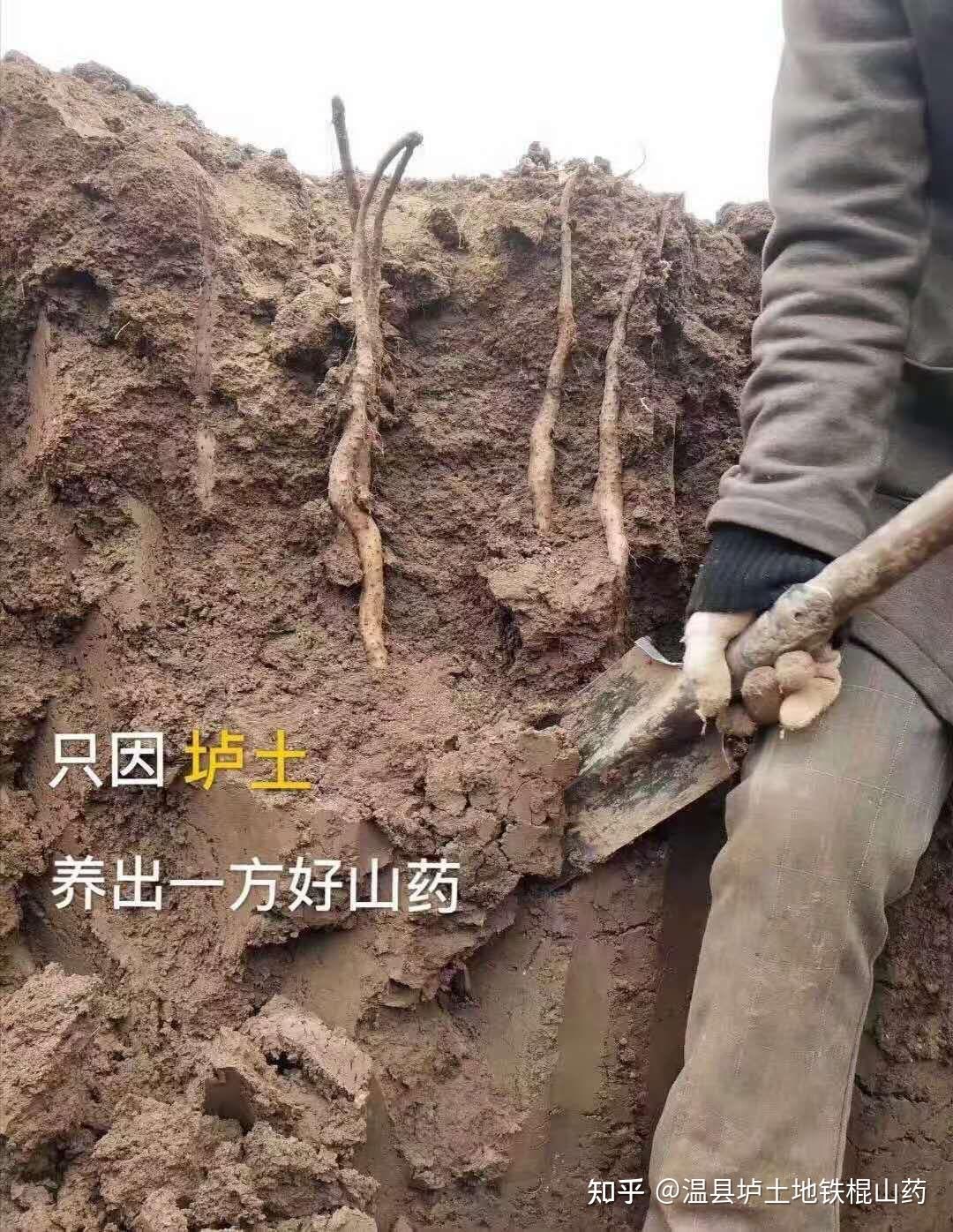 两合土就是垆土和沙土混合的土质俺老家形容黑垆土是干了像铁蛋,湿了