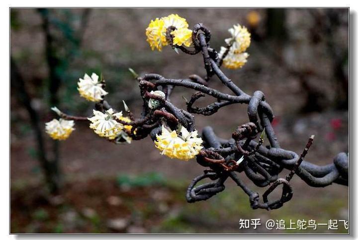 一株会打结的许愿树结香