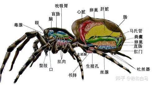 仿生蜘蛛结构简图图片