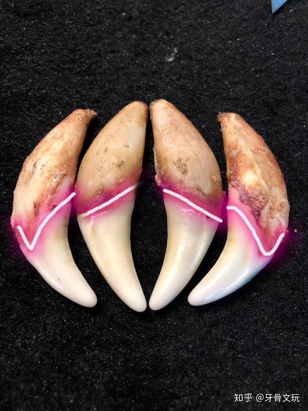 如何鉴定狼牙真假