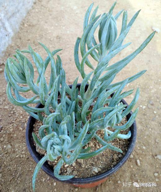 多肉植物菊科千里光属图鉴