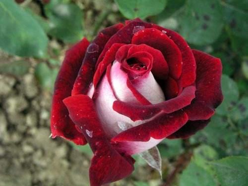 奥西利亚玫瑰 百科图片