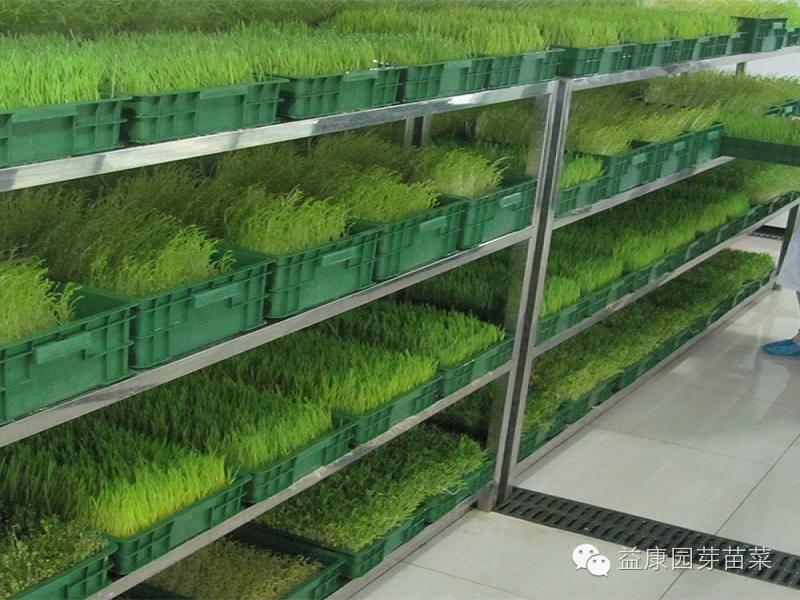 【潍坊益康园富氧水发生器富养芽苗菜种植必备设备】