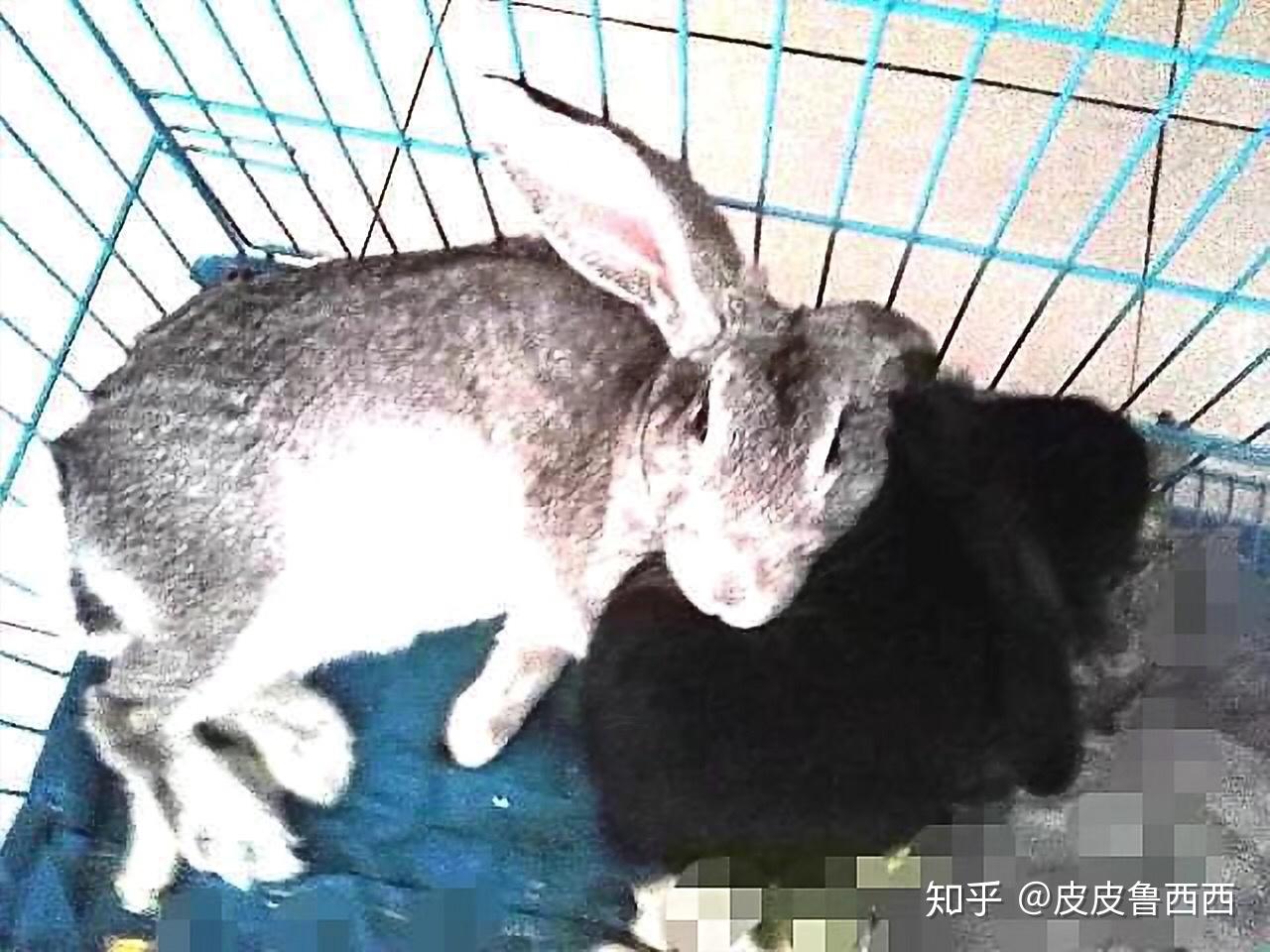 怎么看出兔子怀孕了