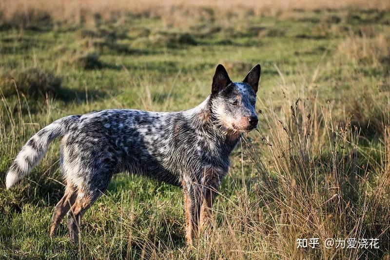 10,澳大利亚牧牛犬