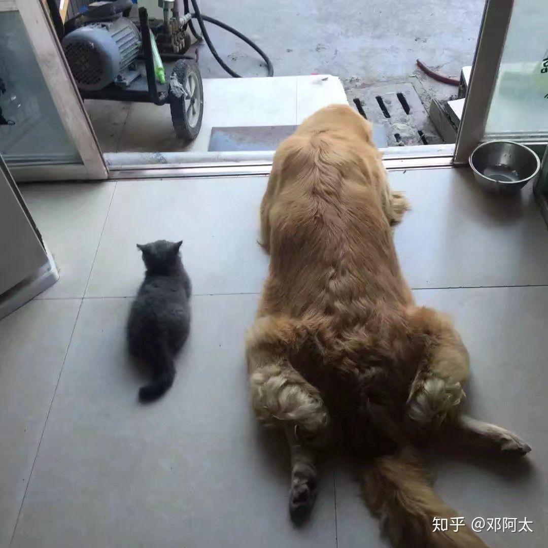 猫真的摔不死吗?