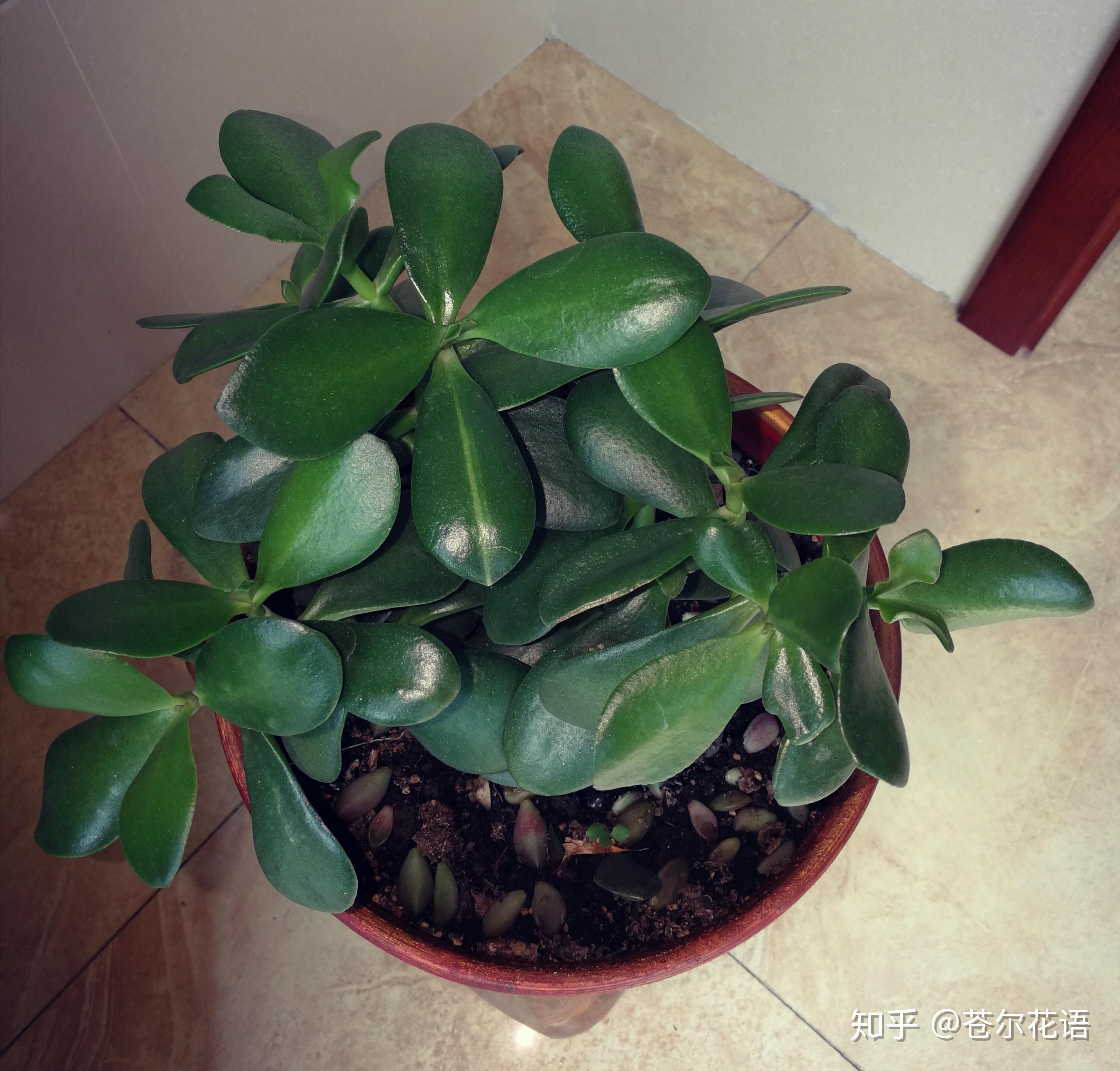 胖娃娃多肉大量的掉叶子是怎么了? - 知乎