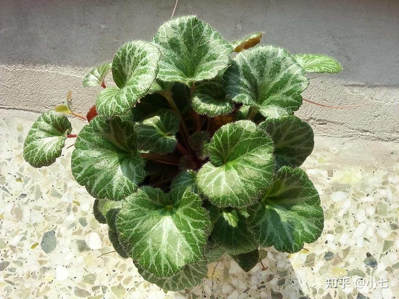 农村老房子旁若有"金丝荷叶",别当杂草,价值很大,做盆栽也好