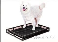 怎么教狗狗定点大小便最有效 v2-e36433712bde1ef9e327dae88ebe0814_b.jpg