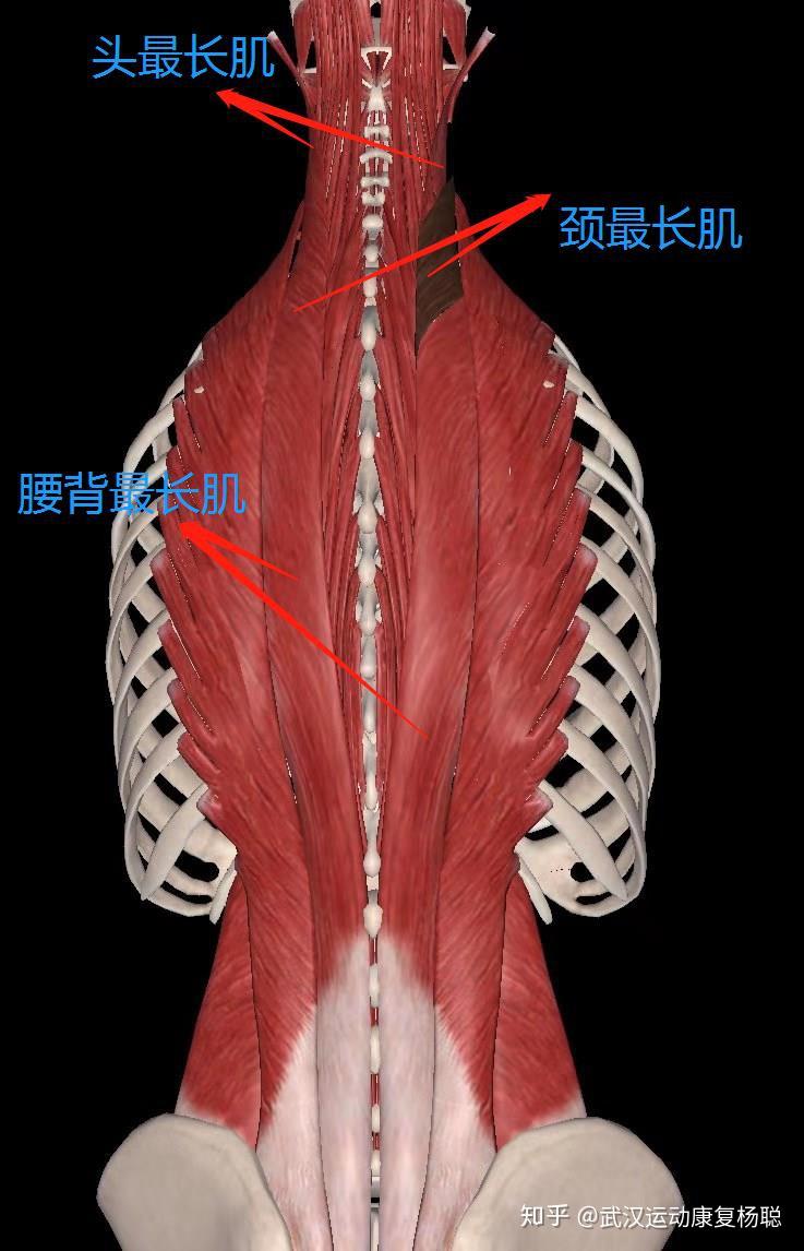 竖脊肌图片 解剖图图片