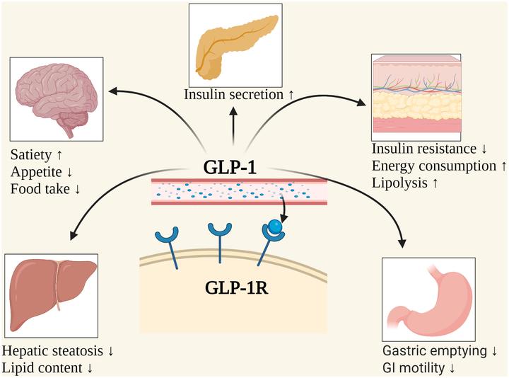 glp 1  | CRO glp 1 GLP-1R| ACROBiosystems