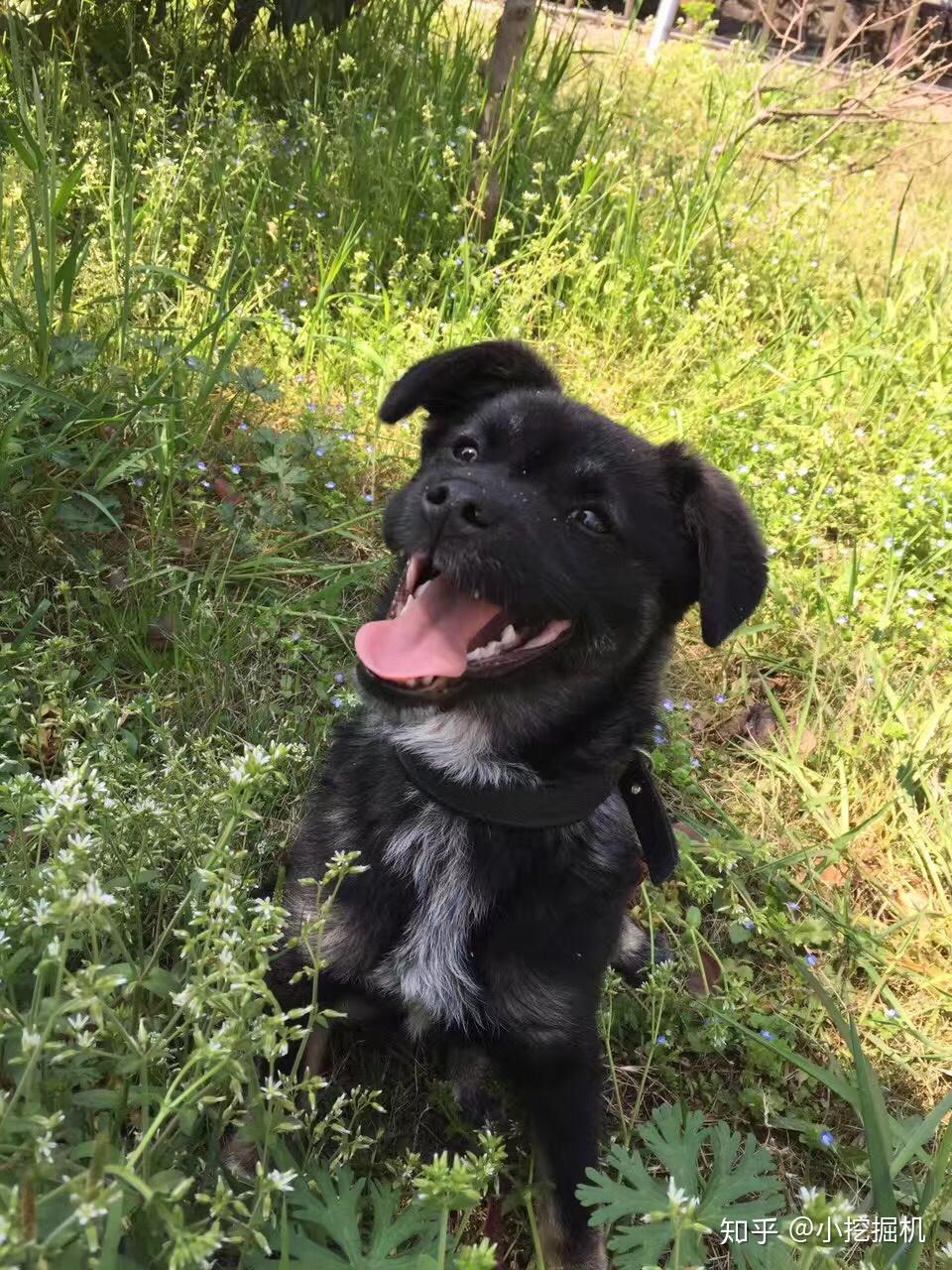 为什么大家不喜欢养土狗,土狗聪明吗?