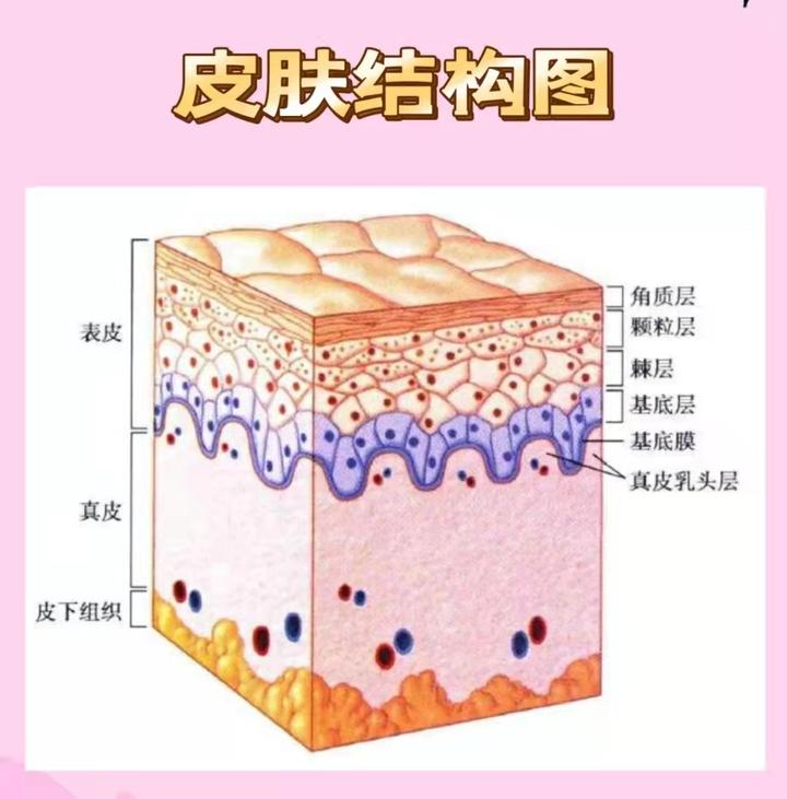 美容院常见的皮肤知识 - 知乎