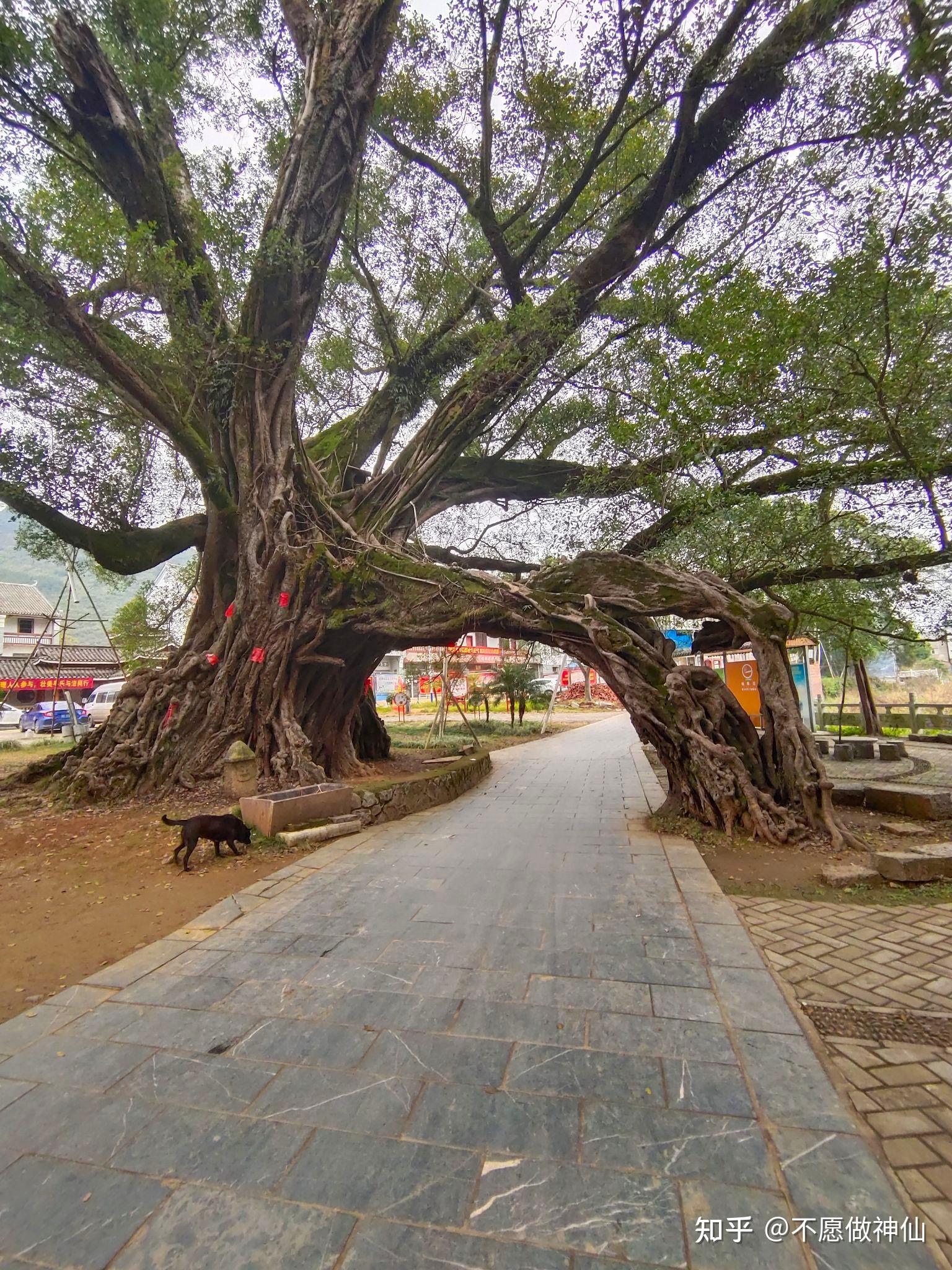 华夏第一榕指的是**位于广西平乐县榕津村的千年古榕树群**,因其独特