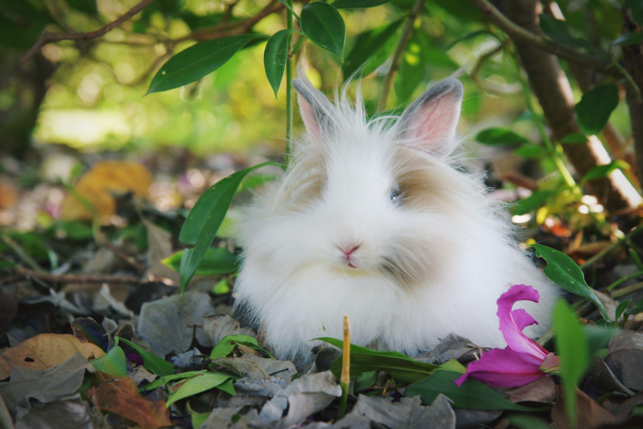 兔子的颜值可以多高? - 知乎