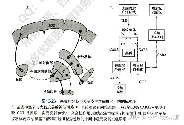中枢神经系统对躯体运动的控制 - 知乎