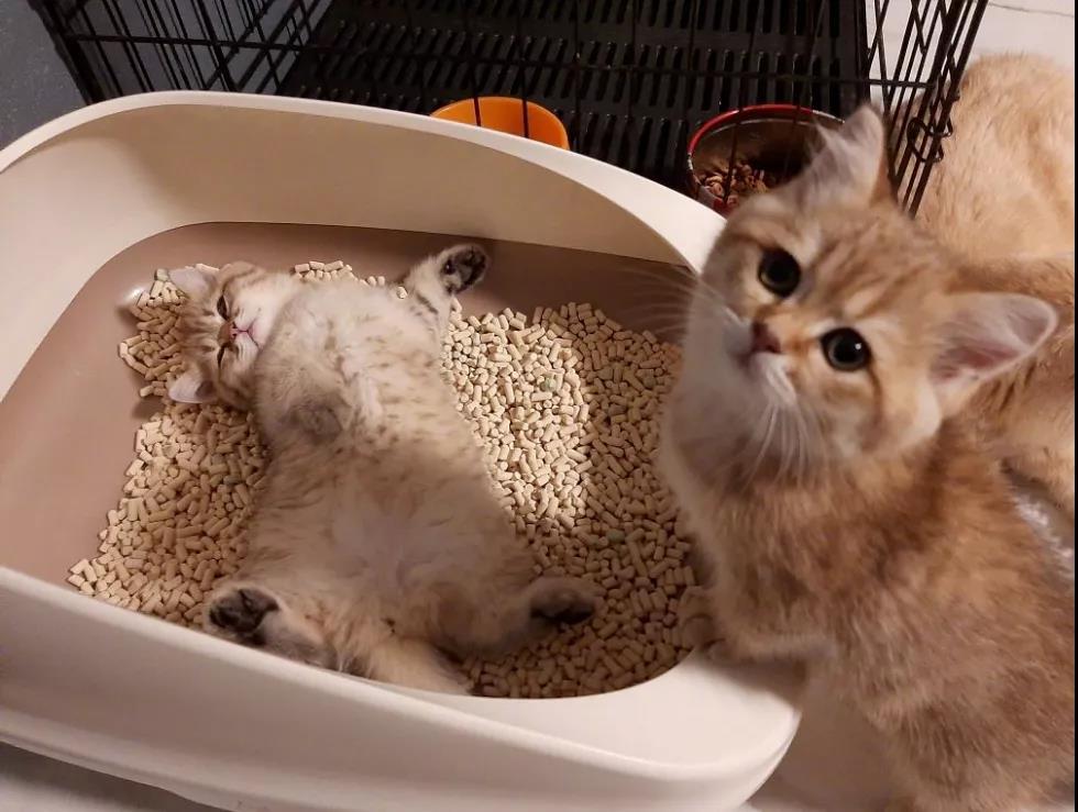 高校大爷爆笑训猫 猫 不会要请家长吧 知乎 高校大爷爆笑训猫 猫 不会要请家长吧 知乎