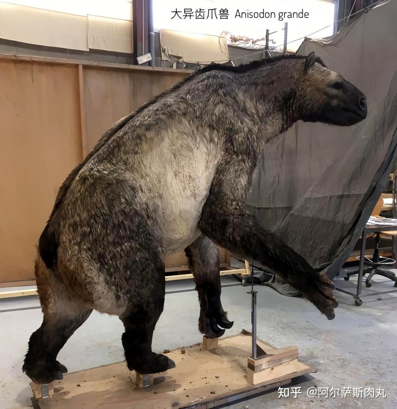 「Rise of Mammals丨兽族崛起 10」巨爪时代 - 知乎