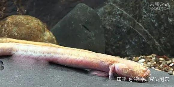 今天给大家分享一种神奇的动物-------狼牙虾虎鱼