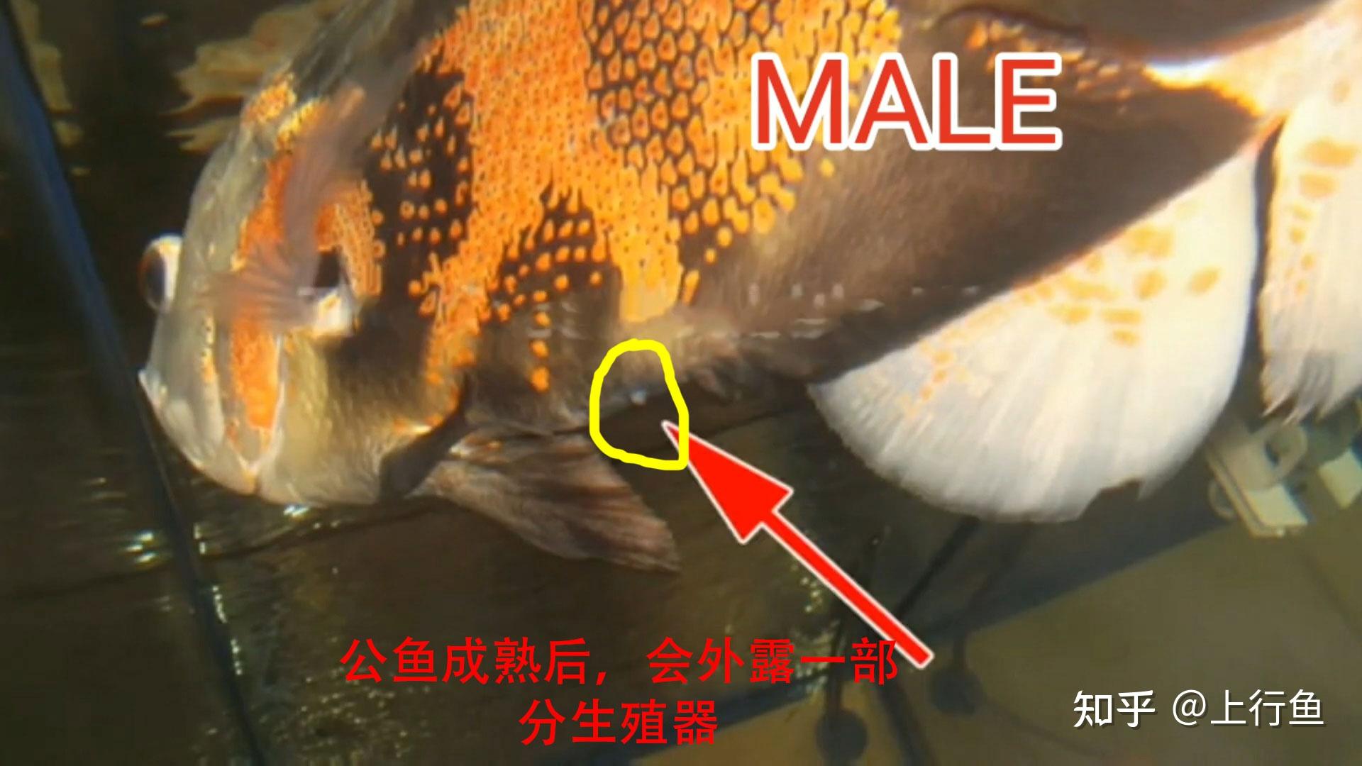 琵琶鱼的交配方式有多可怕？雄性不仅活不成，还变成雌性的性器官|雄性|琵琶鱼|交配_新浪新闻