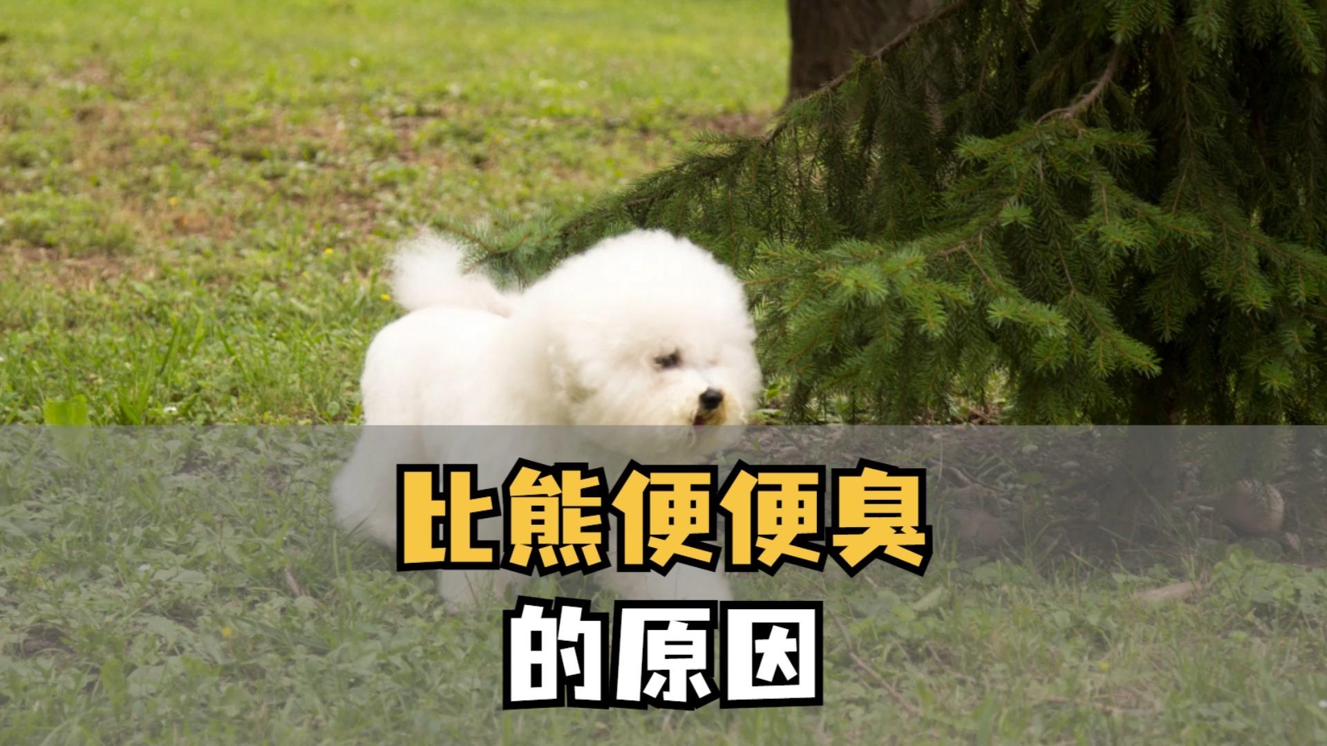 泰迪犬正常便便图图片