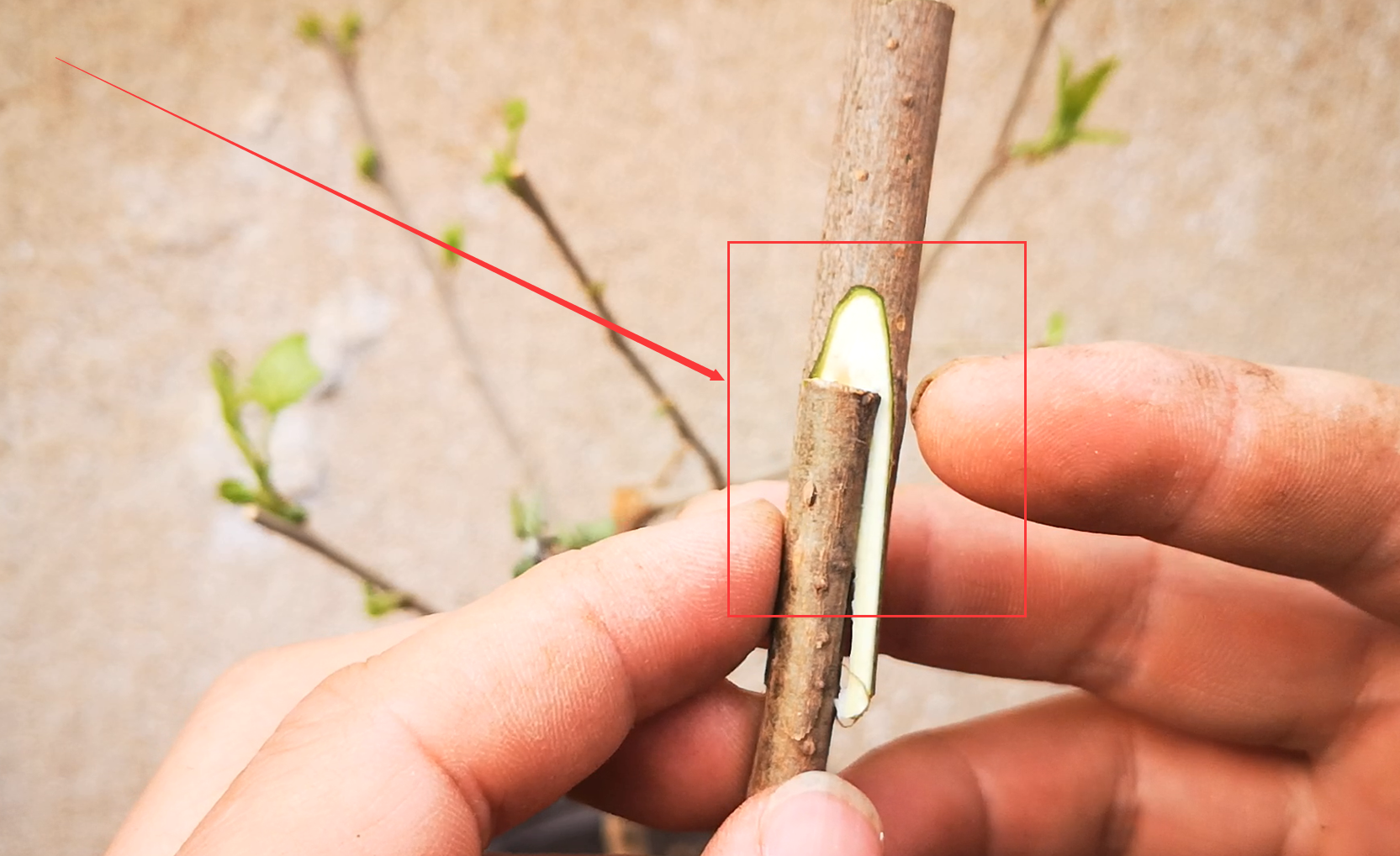 一个砧木上嫁接2个接穗方法很简单适合果树和花卉嫁接