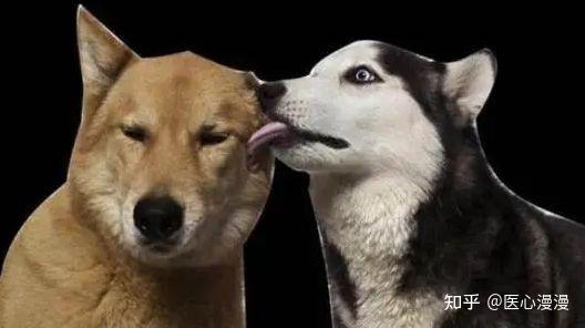 舔狗到底有多么卑微? - 知乎