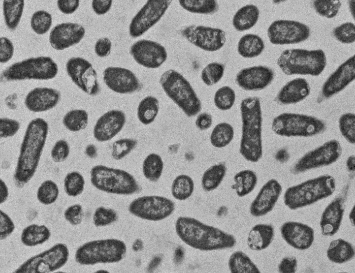 细菌线粒体叶绿体突出小泡植物根茎外泌体