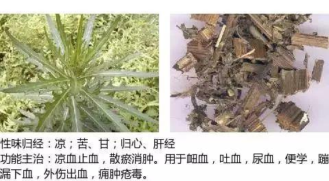 500余种中草药图  第252张